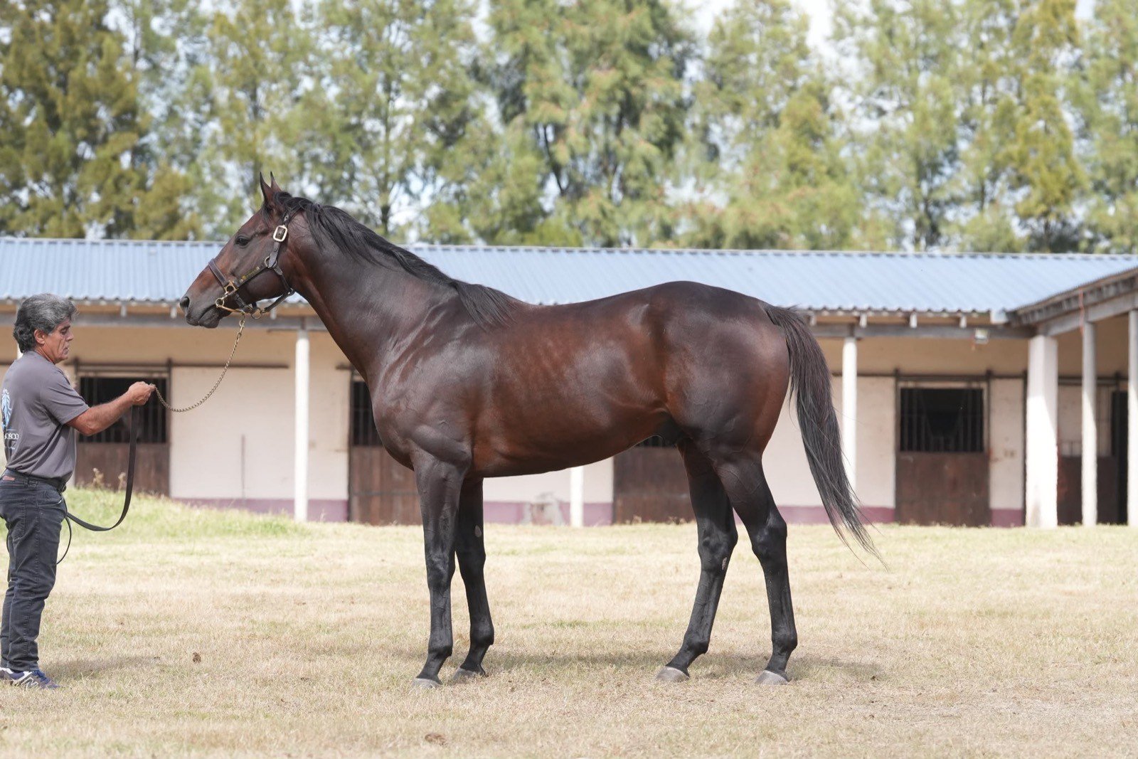 Bundibunan en el haras
